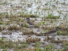 Charadrius vociferus