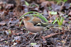 Fringilla coelebs