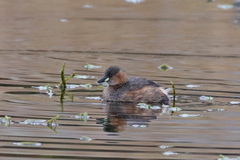 Tachybaptus ruficollis