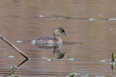 Tachybaptus ruficollis