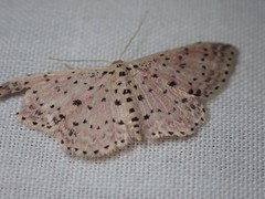 Idaea punctatissima