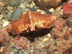 Cryptolithodes typicus
