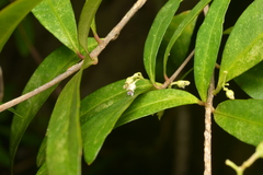 Hybanthus austrocaledonicus