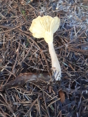 Ampulloclitocybe avellaneialba
