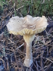 Ampulloclitocybe avellaneialba