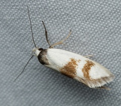 Antipterna trilicella