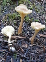 Ampulloclitocybe avellaneialba