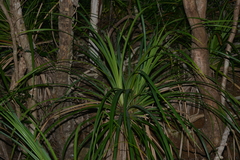 Pandanus decumbens