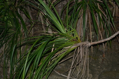 Pandanus decumbens