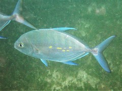 Ferdauia orthogrammus