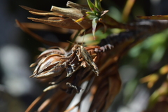 Mnesarchella