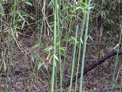 Phyllostachys makinoi