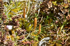 Austrolycopodium fastigiatum