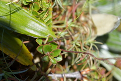 Veronica hookeriana
