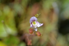 Veronica hookeriana