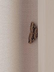 Xanthorhoe semifissata