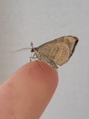 Xanthorhoe semifissata