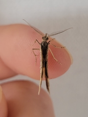 Xanthorhoe semifissata