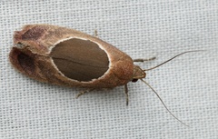 Hoplomorpha abalienella