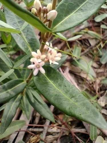 Image of Leichhardtia suaveolens by no rights reserved