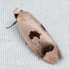 Acanthodela erythrosema