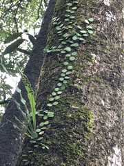 Lemmaphyllum microphyllum