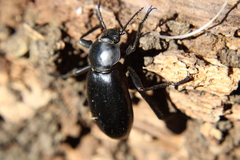 Eleodes dentipes