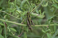 Heteracris notabilis