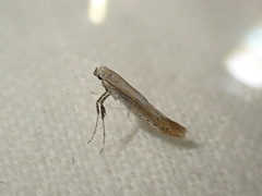 Aspilapteryx tringipennella