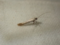 Aspilapteryx tringipennella