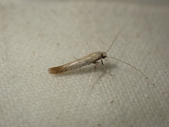 Aspilapteryx tringipennella