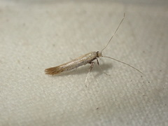 Aspilapteryx tringipennella