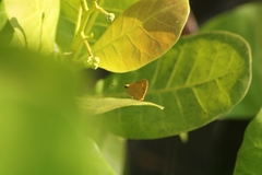 Cupitha purreea