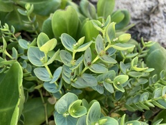Euphorbia degeneri