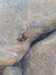 Cermatulus nasalis hudsoni