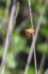 Epirrhoe plebeculata