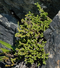 Veronica tetrasticha