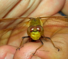 Sympetrum uniforme