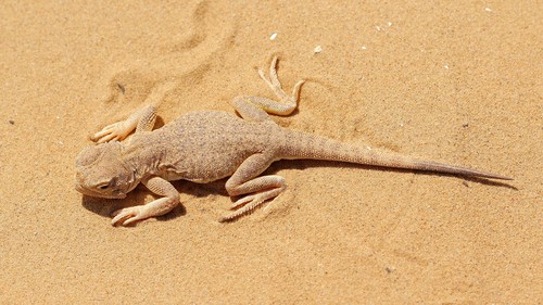Secret Toadhead Agama