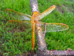 Sympetrum uniforme