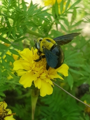 Xylocopa ocularis