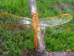 Sympetrum uniforme