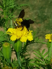 Xylocopa ocularis