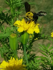 Xylocopa ocularis