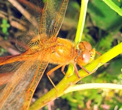 Sympetrum uniforme