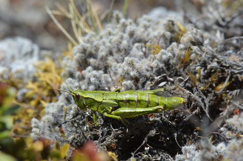 North Island grasshopper photo 4
