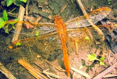 Sympetrum uniforme