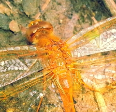 Sympetrum uniforme