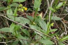 Gynura drymophila