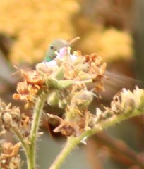 Saucerottia beryllina